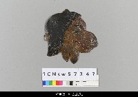 藏品(中國湖北皮影戲偶頭-雜)的圖片